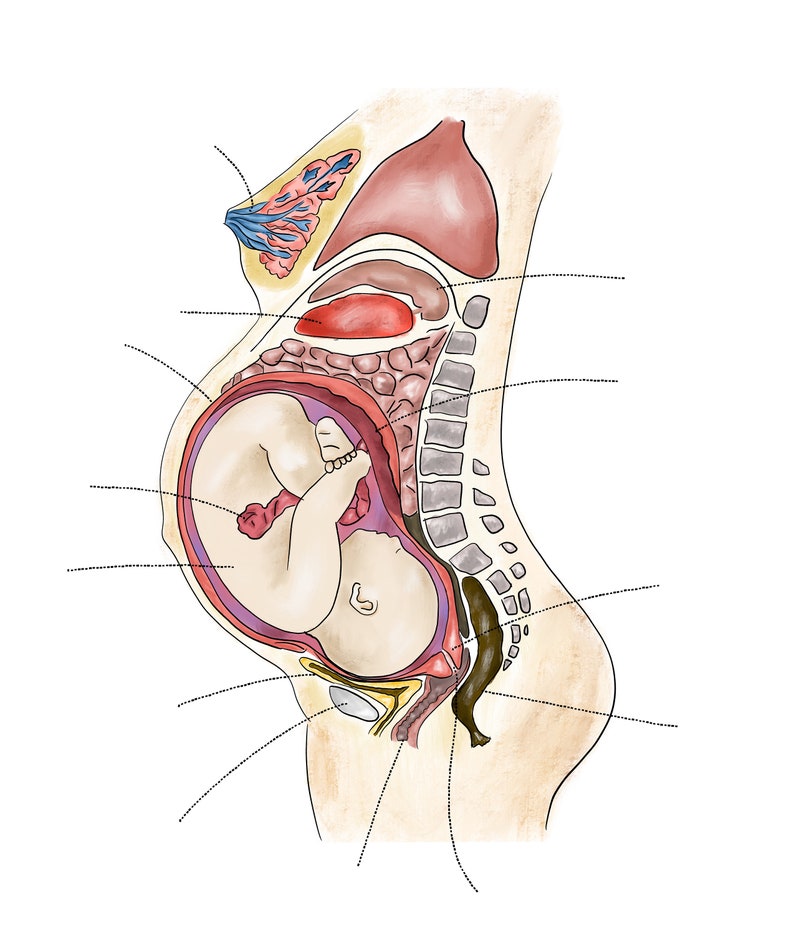 The anatomy of the pregnant woman | Etsy