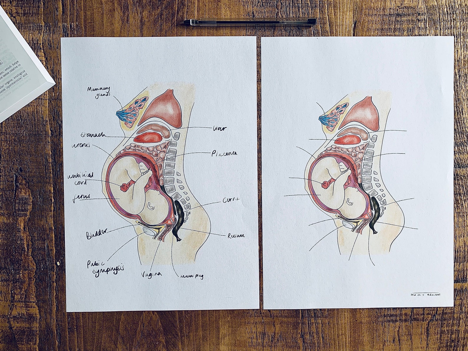 The Anatomy of the Pregnant Woman | Etsy UK