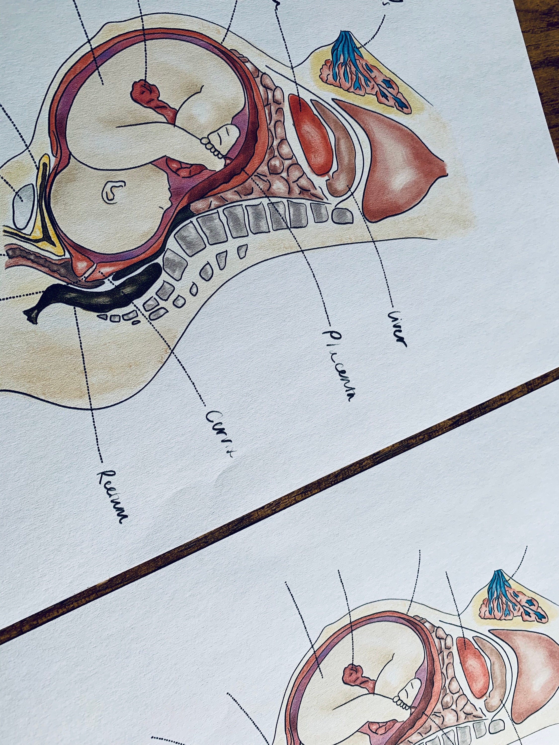 Labeled Anatomy Of Pregnant Women