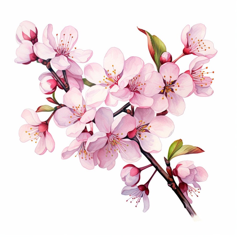 Cherry Blossom Clipart, Jpgs, High Quality, Floral Wreaths Spring