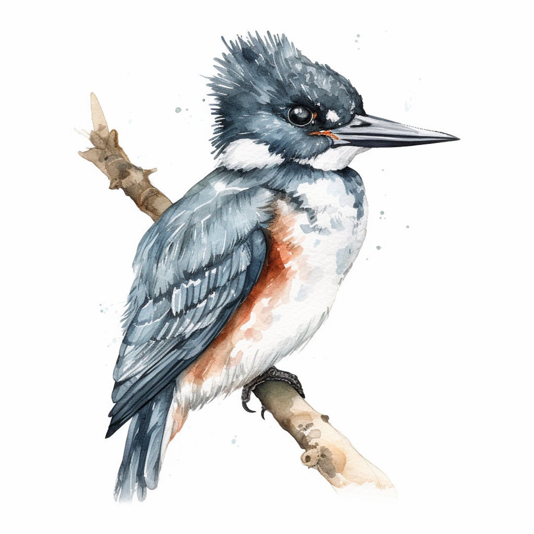 Belted Kingfisher Clipart Printable Digital Download - Etsy