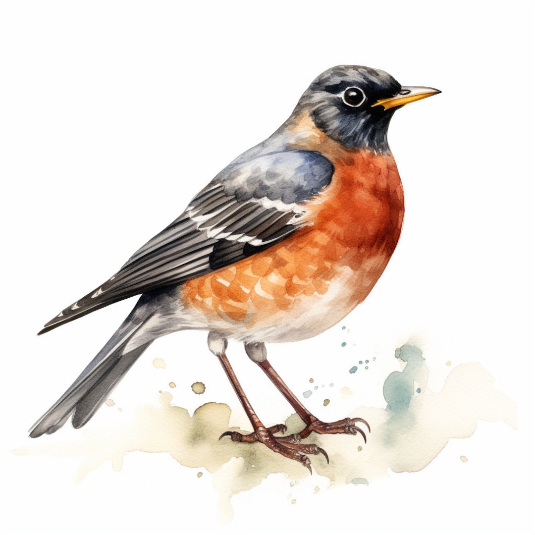 American Robin Clipart Red Robin Clipart Digital Etsy