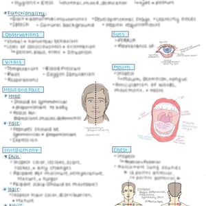 Head-to-Toe Assessment Study Guide - Template - Study Guide - Health - Assessment - Student - Nurse - Nursing - RN - Anatomy - Physiology