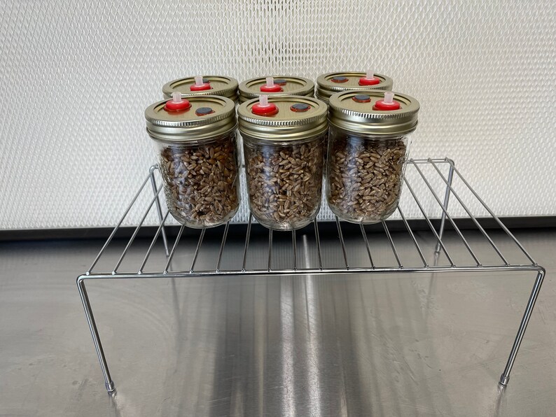 Sterilized Organic Rye Grain Mushroom Spawn Jars Perfect Etsy Canada