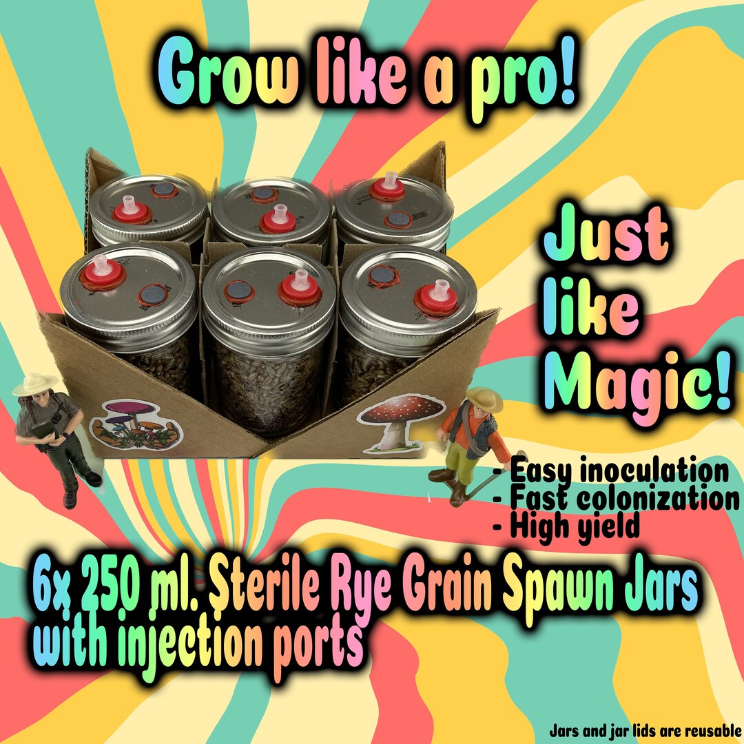 Sterile Rye Grain Spawn Jars for Mushroom Growing presterilized 6 Jars
