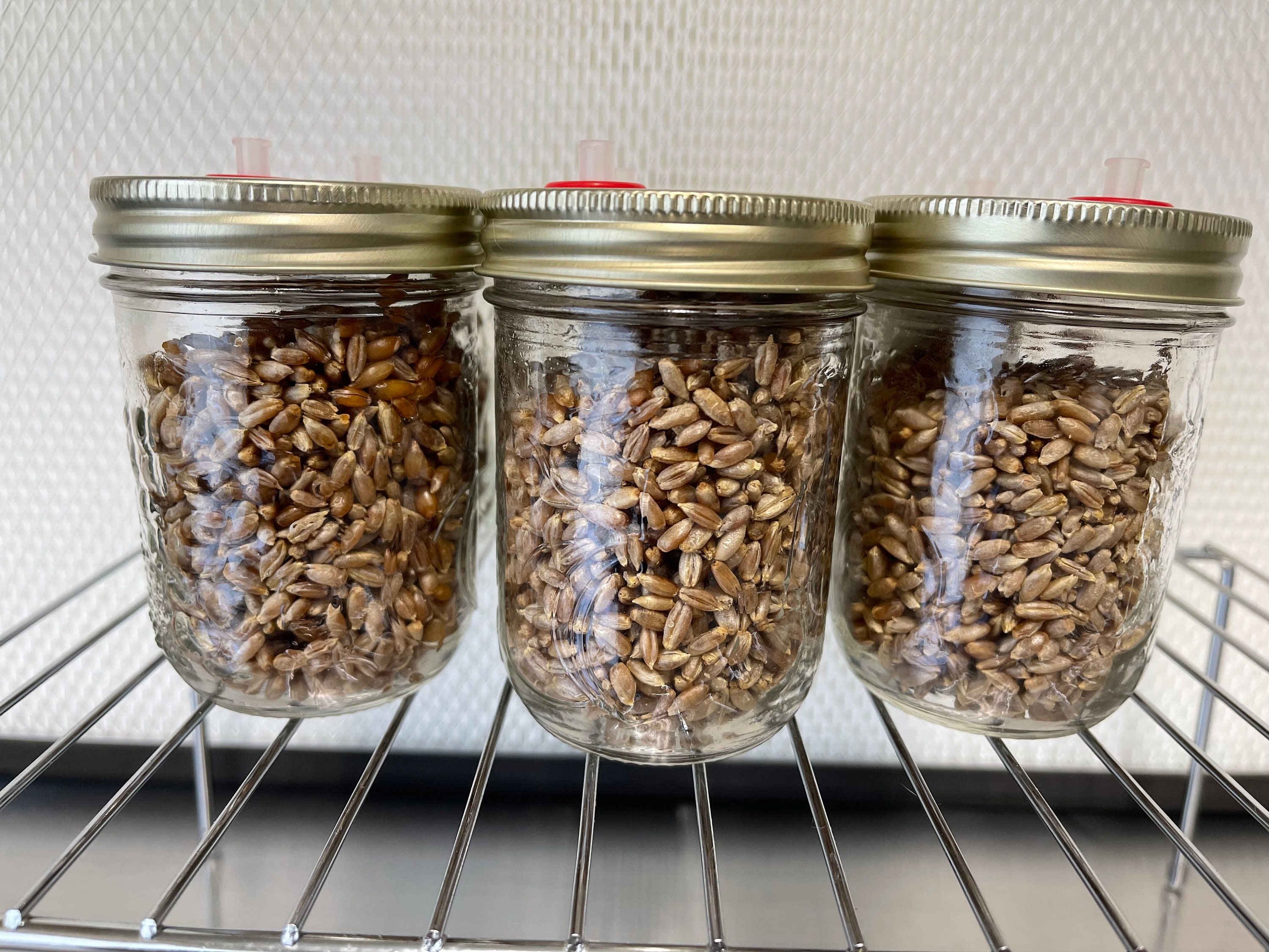 Sterilized Organic Rye Grain Mushroom Spawn Jars Perfect Etsy Canada