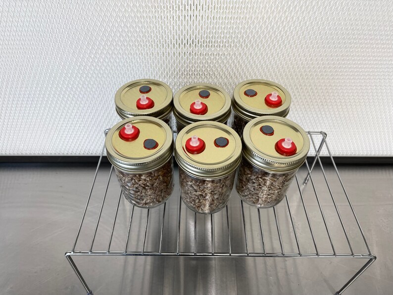 Sterilized Organic Rye Grain Mushroom Spawn Jars Perfect Etsy Canada