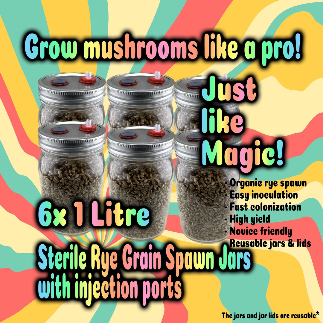 Sterile Rye Grain Spawn Jars for Mushroom Growing presterilized 6 Jars