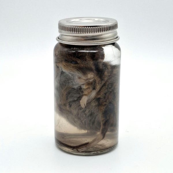 Wild mouse wet specimen