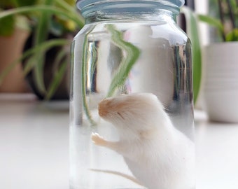 White mouse wet specimen taxidermy