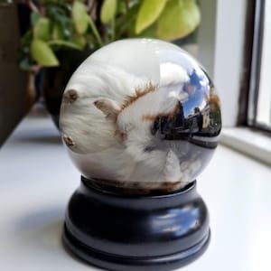Meerschweinchen Nasspräperat in runder Glashaube
