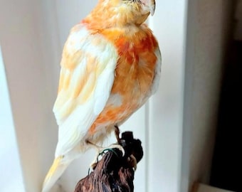 Vero parrocchetto uccello tassidermizzato su base in legno naturale