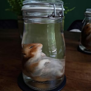Goldhamster Nasspräperat