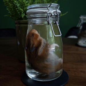 Goldhamster Nasspräperat
