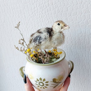 Schattige opgezette kuiken in bloempot