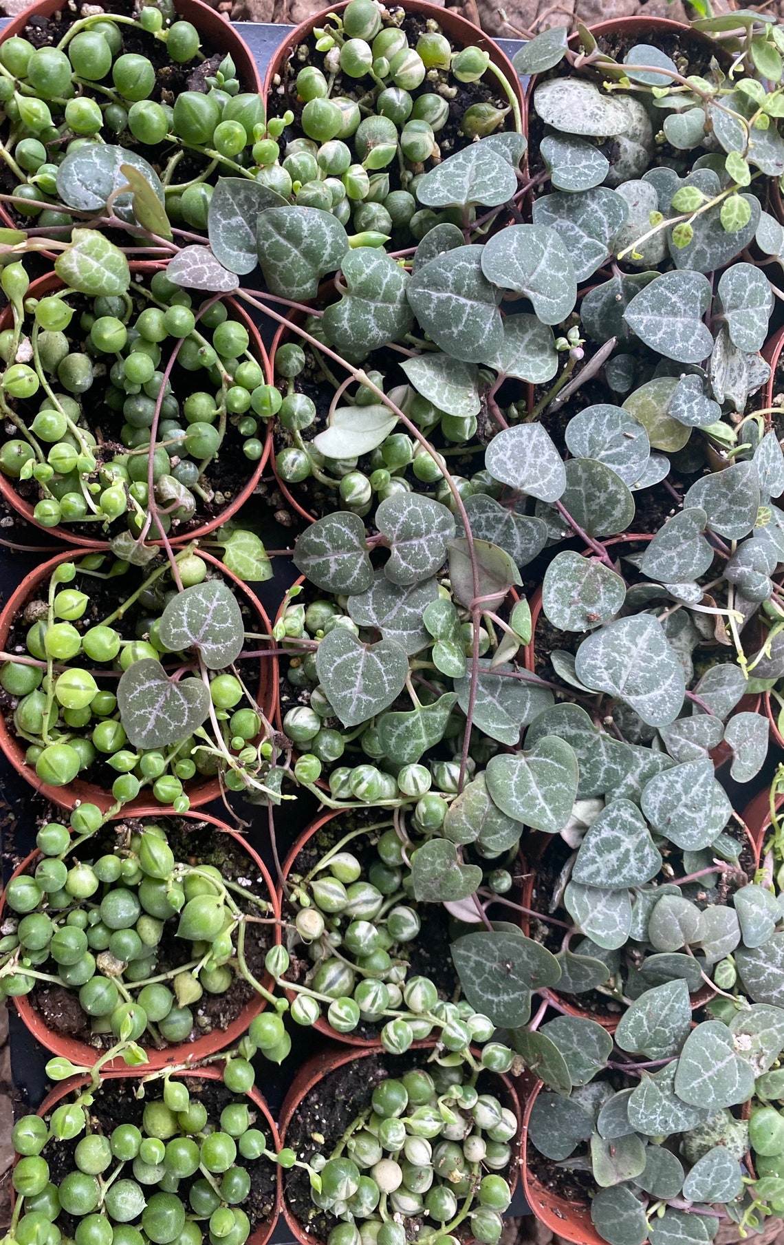 String of hearts turtles Pearls and variegated Pearls 2 Etsy