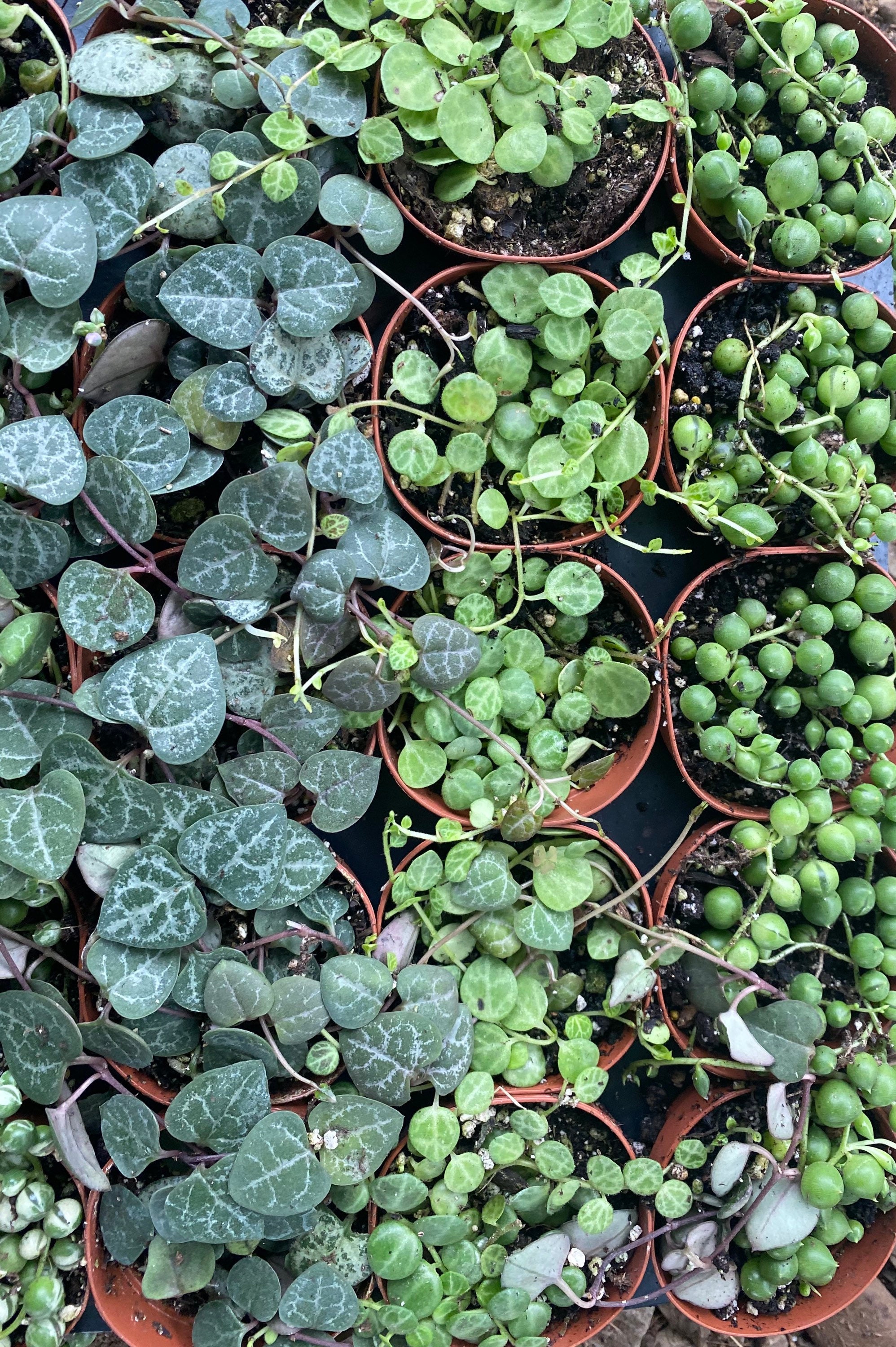 String of hearts turtles Pearls and variegated Pearls 2 Etsy