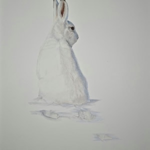 A4 Arctic Hare Print