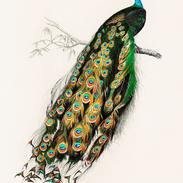 Indian peafowl (Pavo Cristatus) by Charles Dessalines D' Orbigny - c.1870