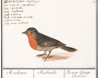 Robin, Erithacus rubecula por Anselmus Boëtius de Boodt - c. 1596-1610