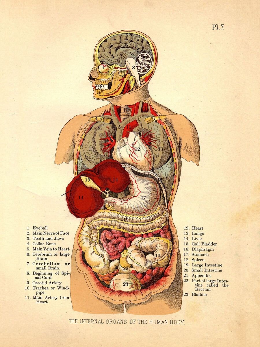 Internal Organs of the Human Body from The Household Physician | Etsy