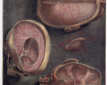 Dissection of the Brain Showing Blood Vessels by Gautier D'Agoty - c. 1748