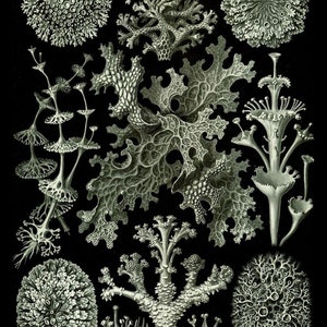 Lichen from Ernst Haeckel's Kunstformen der Natur, 1904 - Postcard
