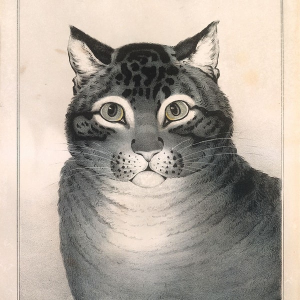 The Favorite Cat lithographed and published by Nathaniel Currier - 1838–48