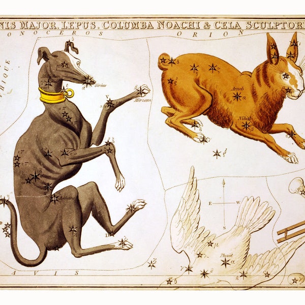 Canis Major, Lepus, Columba Noachi & Cela Sculptoris by Sidney Hall - 1825