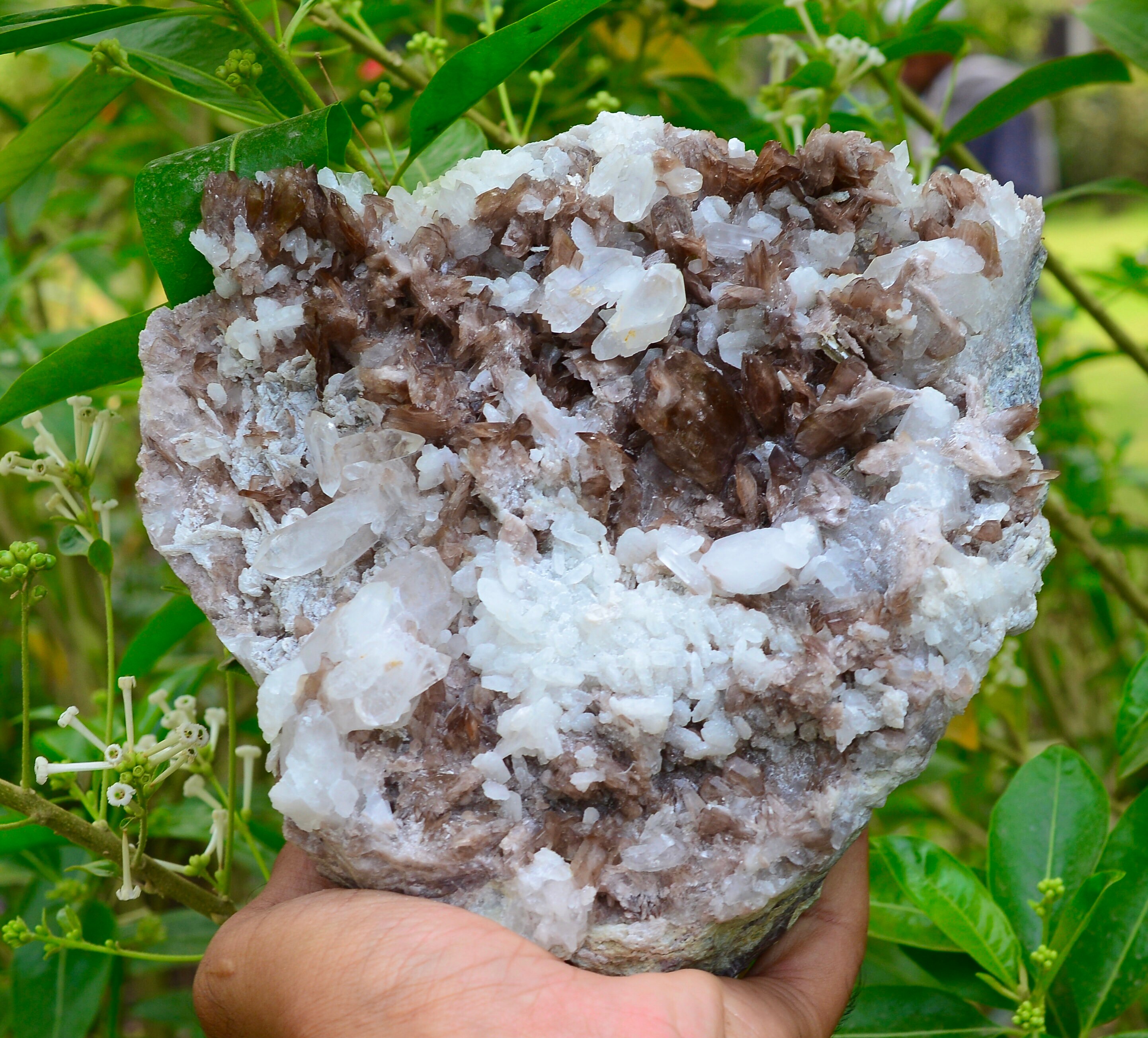 アキシナイト ペルー産 鉱物標本 巨大な茶色のアキシナイト結晶標本（クォーツとクリーブランド石を含む
