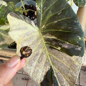 Alocasia regal shields - Etsy 日本