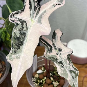 Alocasia nobilis pink variegated - Etsy 日本