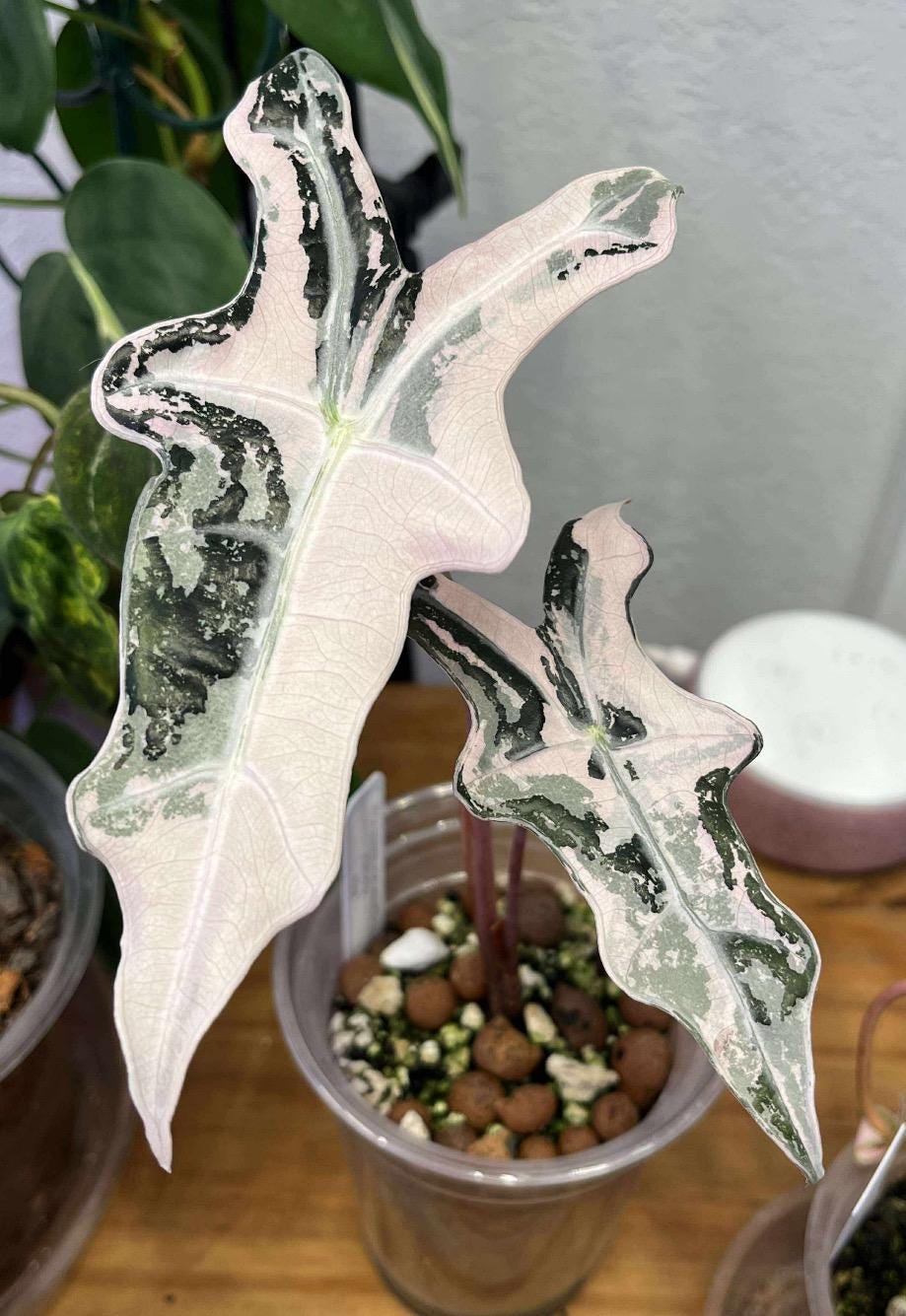 Alocasia nobilis pink variegated - Etsy 日本
