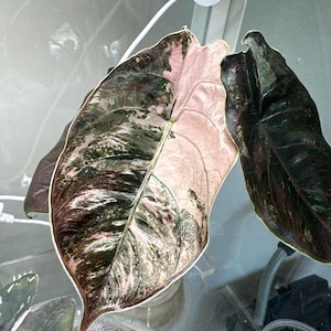 Alocasia roze Albo Azlanii CORM