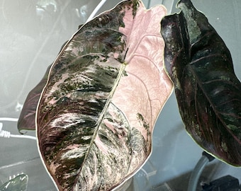 Alocasia roze Albo Azlanii CORM