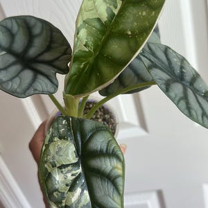 Albo silver dragon alocasia corm