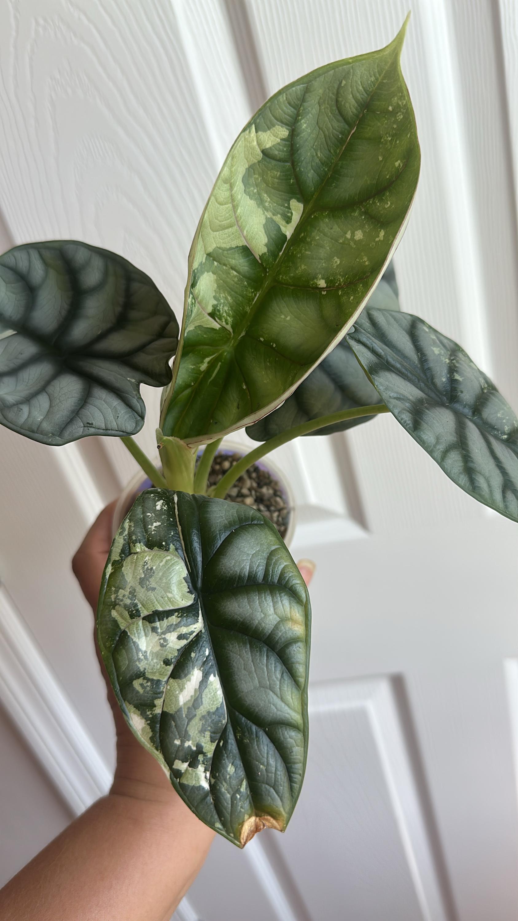 Alocasia melo albo - Etsy 日本