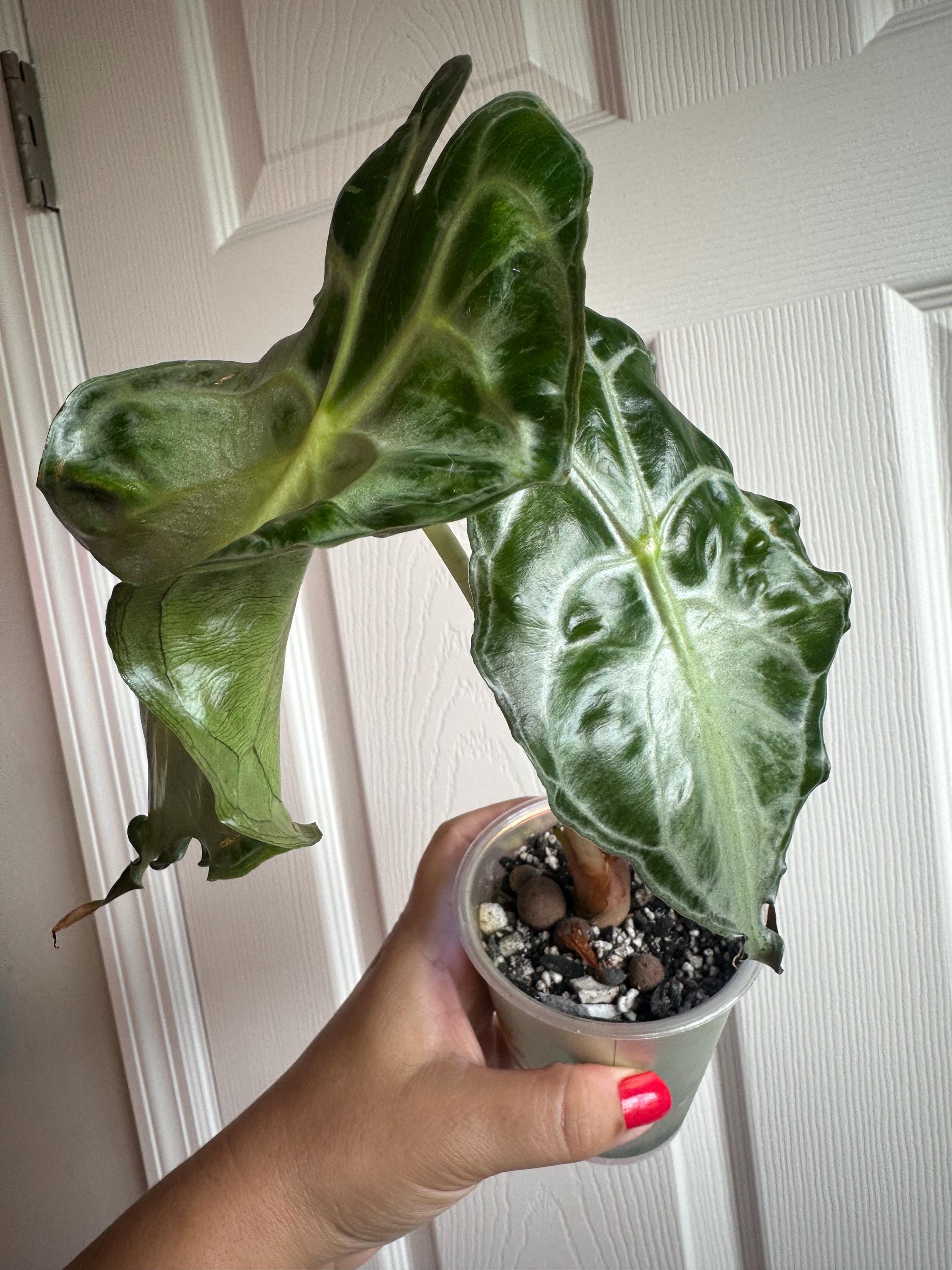 Alocasia chantrieri - Etsy 日本