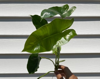 Three Pack Philodendron Burle Marx Live Plant Cutting 8 - Etsy