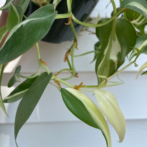 Philodendron Silver Stripe Cutting, UNROOTED with node.