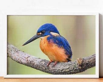 Azure Kingfisher - Minimalist Bird Photograph - Printable Wall Art - Digital Download, Photography Poster, Birds, Australia