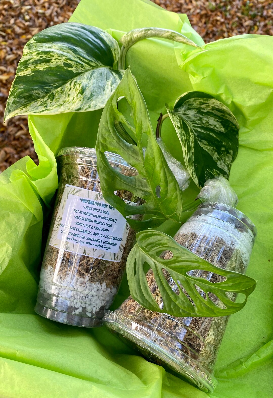 Pet Safe Plants Option House Plant Propagation Starter Kit W/ Propagation Mocha/ Leca, Perlite