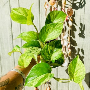 Mystery Plant in 4&quot; Pot - *Pet Safe Plant Option*