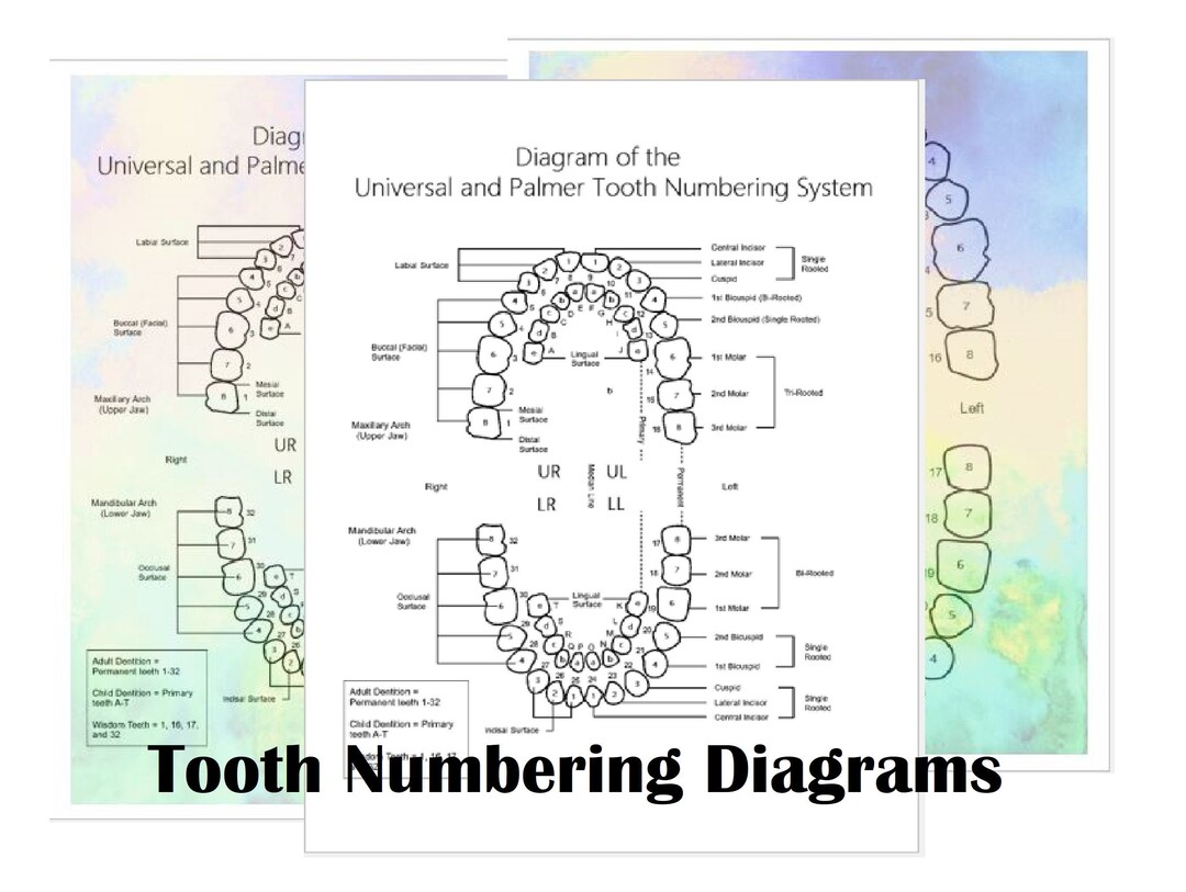 Printable Tooth Numbering Diagram for Dental Offices, Assistants and
