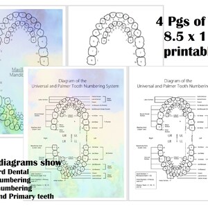 Printable Tooth Numbering Diagram for Dental Offices, Assistants and ...