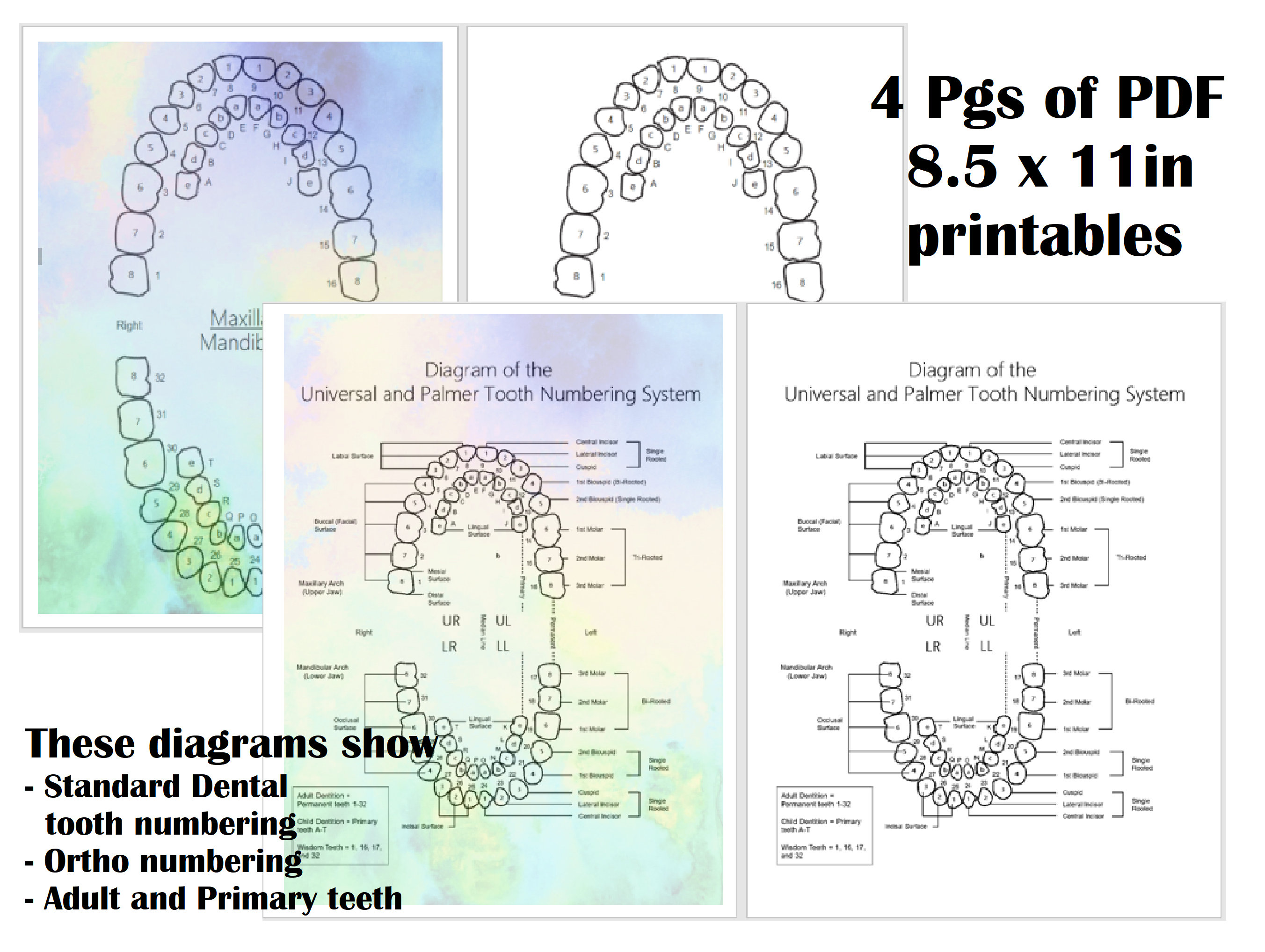 Printable Tooth Numbering Diagram for Dental Offices Etsy