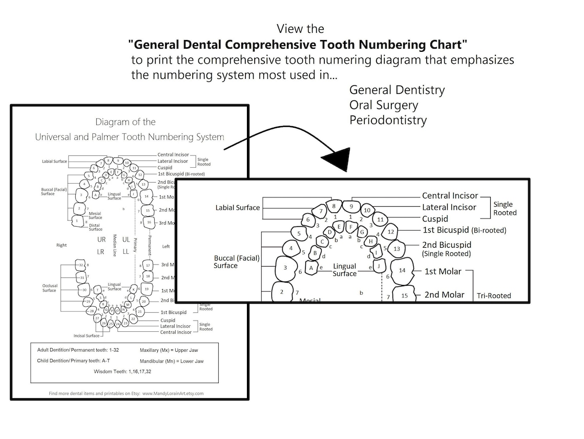 Printable Tooth Numbering Diagram for Dental Offices - Etsy Canada