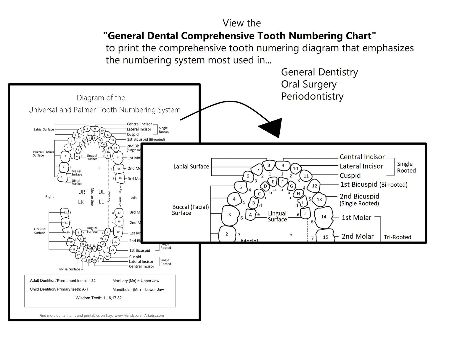 Printable Tooth Numbering Diagram for Dental Offices - Etsy Canada