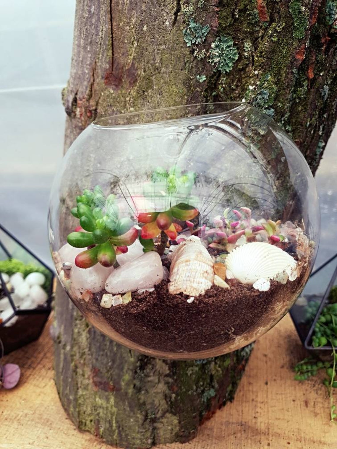 DIY Terrarium Kit With Wall Hung Semi Circle Glass Planter / Terrarium