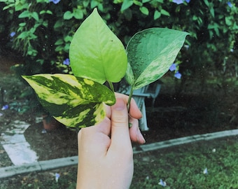 Golden, Neon, and Marble Pothos - Unrooted Cutting Trio | Propogation, Houseplants, Devil’s Ivy